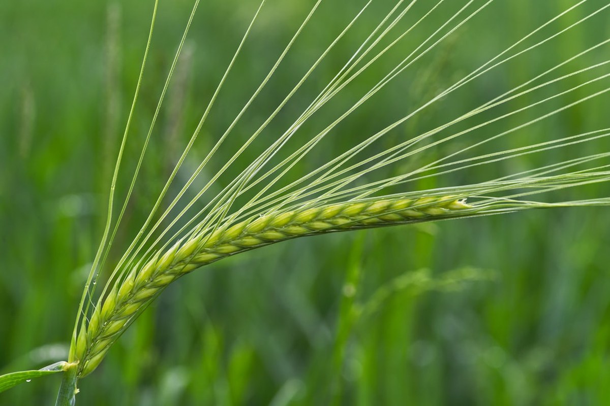 🌸5월 고창 갯벌 & 청보리밭 기차여행! 유네스코 유산과 봄꽃 만끽 🚂 - 이미지 1