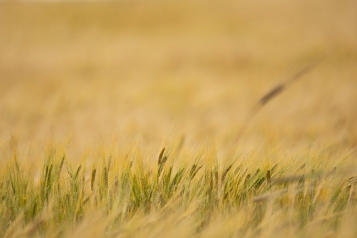 🌸5월 고창 갯벌 & 청보리밭 기차여행! 유네스코 유산과 봄꽃 만끽 🚂 - 이미지 2