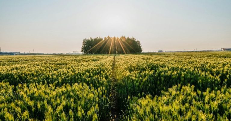 🌸5월 고창 갯벌 & 청보리밭 기차여행! 유네스코 유산과 봄꽃 만끽 🚂