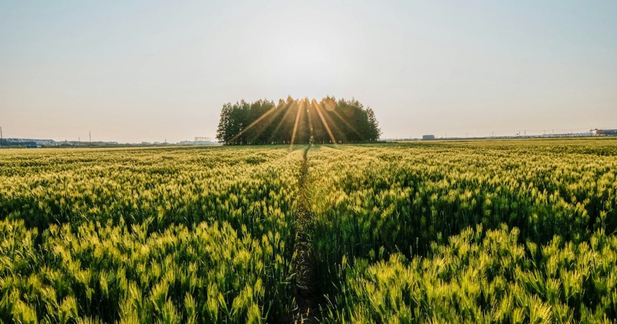 🌸5월 고창 갯벌 & 청보리밭 기차여행! 유네스코 유산과 봄꽃 만끽 🚂