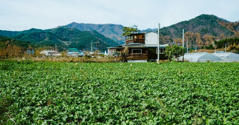 ✅ 농지 전수조사, 농촌의 '경자유전' vs '현실' 충돌! 🏠 당신의 농지는 안전한가요?