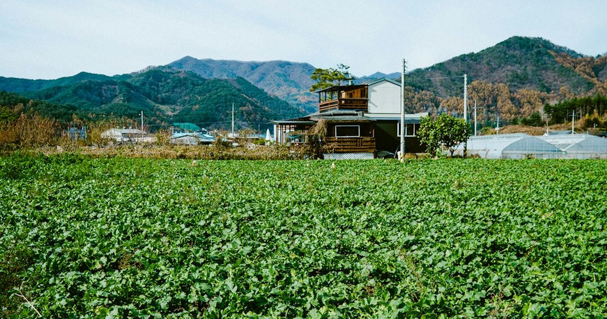 ✅ 농지 전수조사, 농촌의 '경자유전' vs '현실' 충돌! 🏠 당신의 농지는 안전한가요?